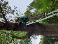 Mann auf Leiter, die an einem Baum angelehnt ist