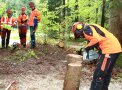 Forstwirt schneidet einen Fällkerb in einen Baumstumpf