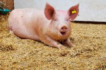 Schwein liegt in einem Stall mit Stroh Clara Späth