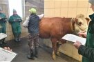 3 Personen stehen um ein Rind