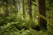 Der Blick in einen dichten, vielschichtigen, stark Strukturierten Nadelmischwald, so wie man ihn sich in den Bergen wünscht.