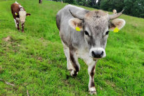 Zwei Rinder auf einer Weide. © Michael Modlmaier/StMELF