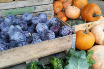 Rotkohl und Kürbisse in einer Holzkiste
